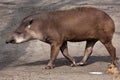 South American tapir (Tapirus terrestris) Royalty Free Stock Photo