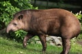 South American tapir (Tapirus terrestris). Royalty Free Stock Photo