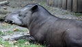The South American tapir Tapirus terrestris,