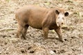 South American Tapir Tapirus Terrestris Royalty Free Stock Photo