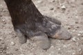 South American tapir Tapirus terrestris Royalty Free Stock Photo