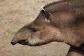 South American tapir Tapirus terrestris Royalty Free Stock Photo