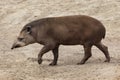 South American tapir Tapirus terrestris