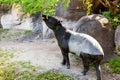 South American tapir in zoo. Wildlife animal.