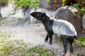 South American tapir in zoo. Wildlife animal.