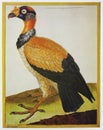 South American vulture full color plate, 1749