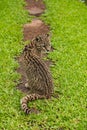 South American wild cat Leopardus Oncifelis geoffroyi