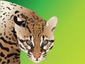 South-American ocelot vector illustration with green background.