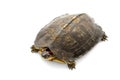 South American wood turtle Royalty Free Stock Photo