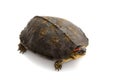 South American wood turtle Royalty Free Stock Photo