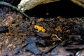 South American Yellow banded or yellow headed poison dart frog