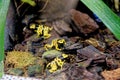 South American Yellow banded or yellow headed poison dart frog