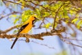 South American Yellow Oriole sitting in tree Royalty Free Stock Photo