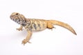 South Arabian Spiny-tailed Lizard (Uromastyx yemenensis) Royalty Free Stock Photo