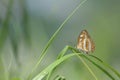 Athyma Perius Butterfly