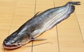 South Asian Boal fish Royalty Free Stock Photo