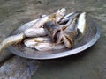 South Asian Boal Fishes Over Steel Plate Royalty Free Stock Photo