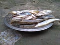 South Asian Boal Fishes Over Steel Plate. Royalty Free Stock Photo