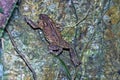 South Asian garden toad (Bufo melanostictus