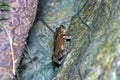 South Asian garden toad (Bufo melanostictus