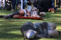 Two defeated knights in metal helmets fault on the ground, a costume performance at a local medieval fair