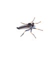 A South Australia Robber Fly, Assassin Fly or Bee Killer Asilidae family isolated on white background.