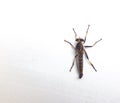 A South Australia Robber Fly, Assassin Fly or Bee Killer Asilidae family isolated on white background.