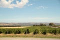 South Australian Vin Yard