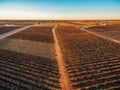 South Australian vineyards in winter at sunset.