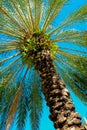 South Beach Palm Tree Royalty Free Stock Photo