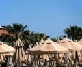 South beach vacation. Many large fabric sun umbrellas. Tall palms behind umbrellas. Blue cloudless sky. Clean space for text. Royalty Free Stock Photo