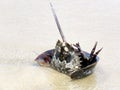 South Bethany beach the Horseshoe crab 2016 Royalty Free Stock Photo