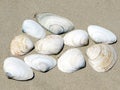 South Bethany beach the seashells 2016
