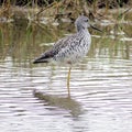 South Bethany common greenshank is standing on one leg 2016