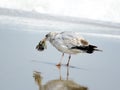 South Bethany the gull with a fish head 2016