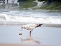 South Bethany gull and fish head 2016