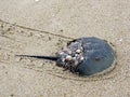 South Bethany the Horseshoe crab on a sand 2016 Royalty Free Stock Photo