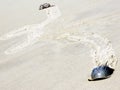 South Bethany Horseshoe crabs 2016 Royalty Free Stock Photo