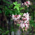 South Bethany Pinxterbloom Azalea 2016