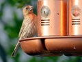 South Bethany Purple Finch 2016