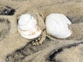 South Bethany two seashells 2016