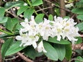 South Bethany white azalea flowers 2016