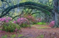 South Carolina Arching Oak Trees Moss Pink Azaleas Royalty Free Stock Photo