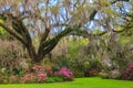 South Carolina Garden Azaleas Bloom Spring