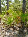 South Carolina Palmetto Thicket Royalty Free Stock Photo