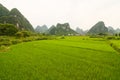 South china rice field and limestones