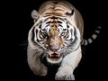 Ai Generated illustration Wildlife Concept of South China tiger