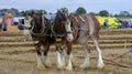 2021 South Coast Heavy Horse Association Show, Brockbridge, Hampsire