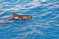 Short finned pilot whale off coast of Tenerife, Spain