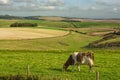 South Downs countryside with cow, England Royalty Free Stock Photo